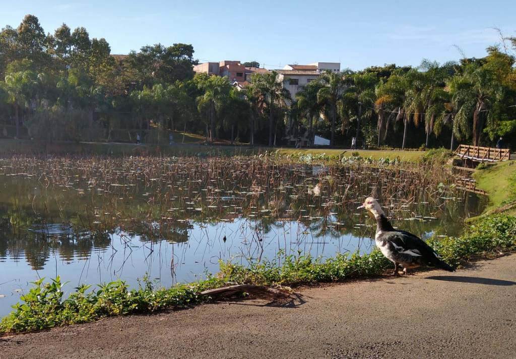 Planta invade lagoa do Parque das Águas, em Campinas, e prejudica habitat de aves e tartarugas