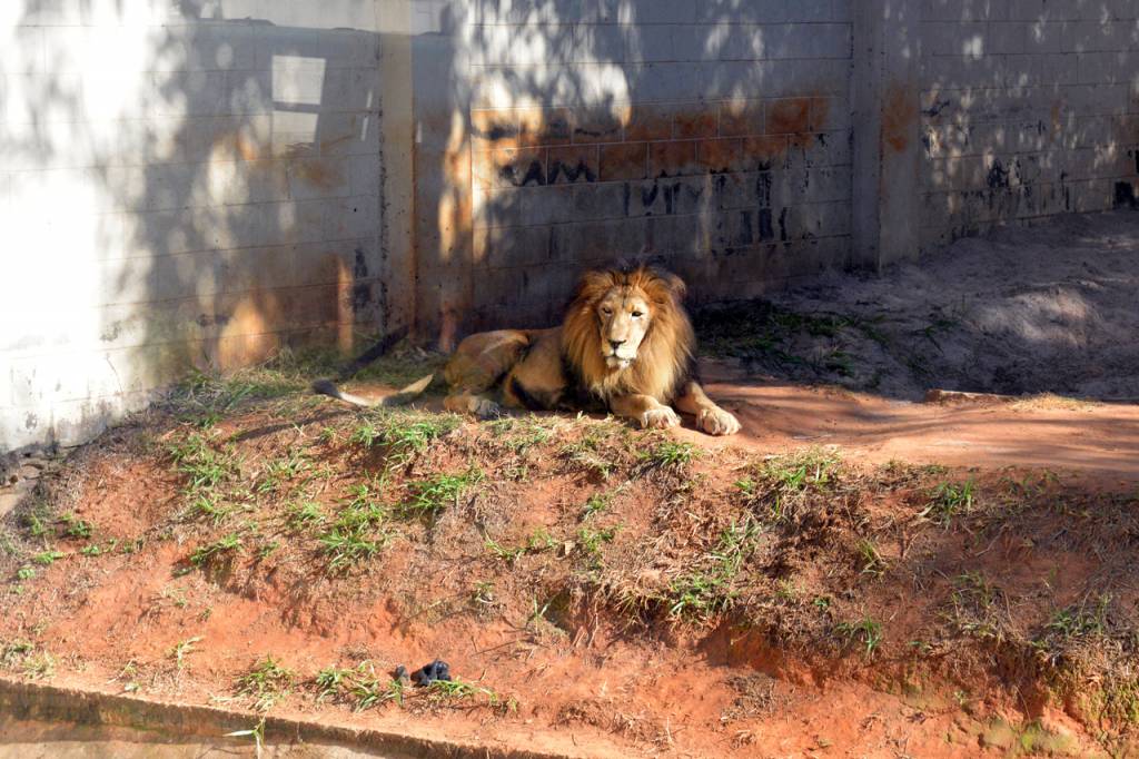 Leão Salomão, do Zoológico de Limeira,  sofre parada cardiorespiratória e morre aos 20 anos