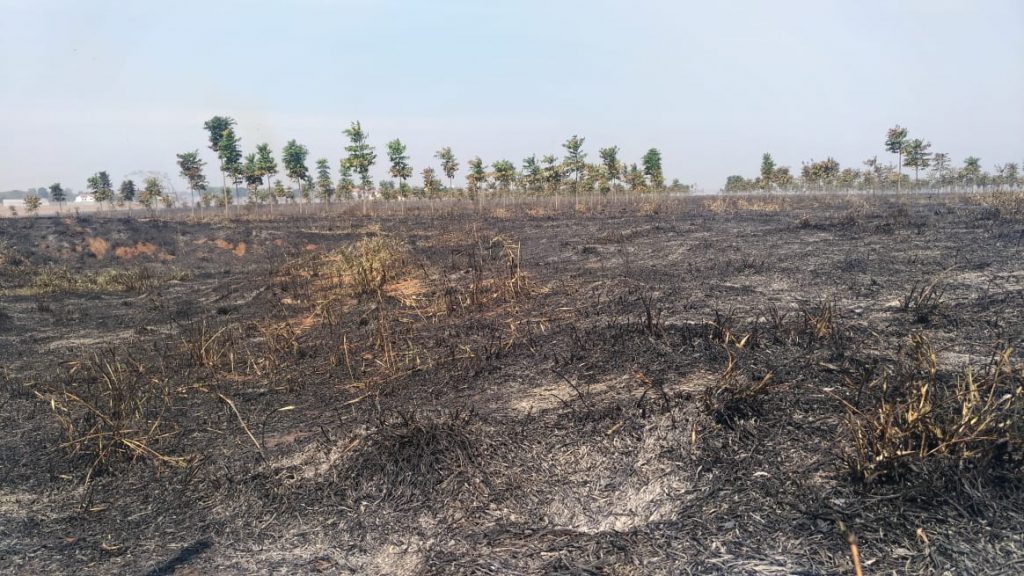 Incêndio em pastagem prejudica estudos do Instituto de Zootecnia de Nova Odessa