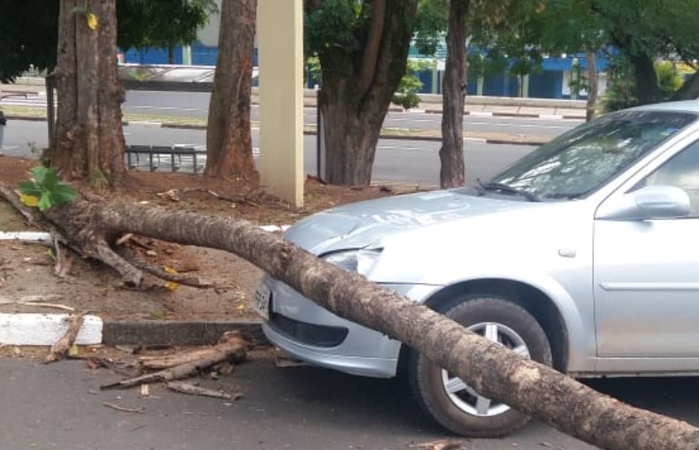 Árvore cai em carro na região da Lagoa do Taquaral, em Campinas