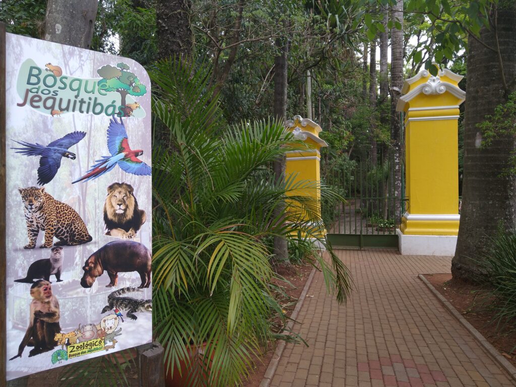 Há 10 dias prefeitura de Campinas tenta capturar macaco “fujão”