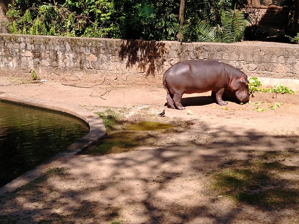 Prefeitura quer proibir animais em cativeiro no Bosque