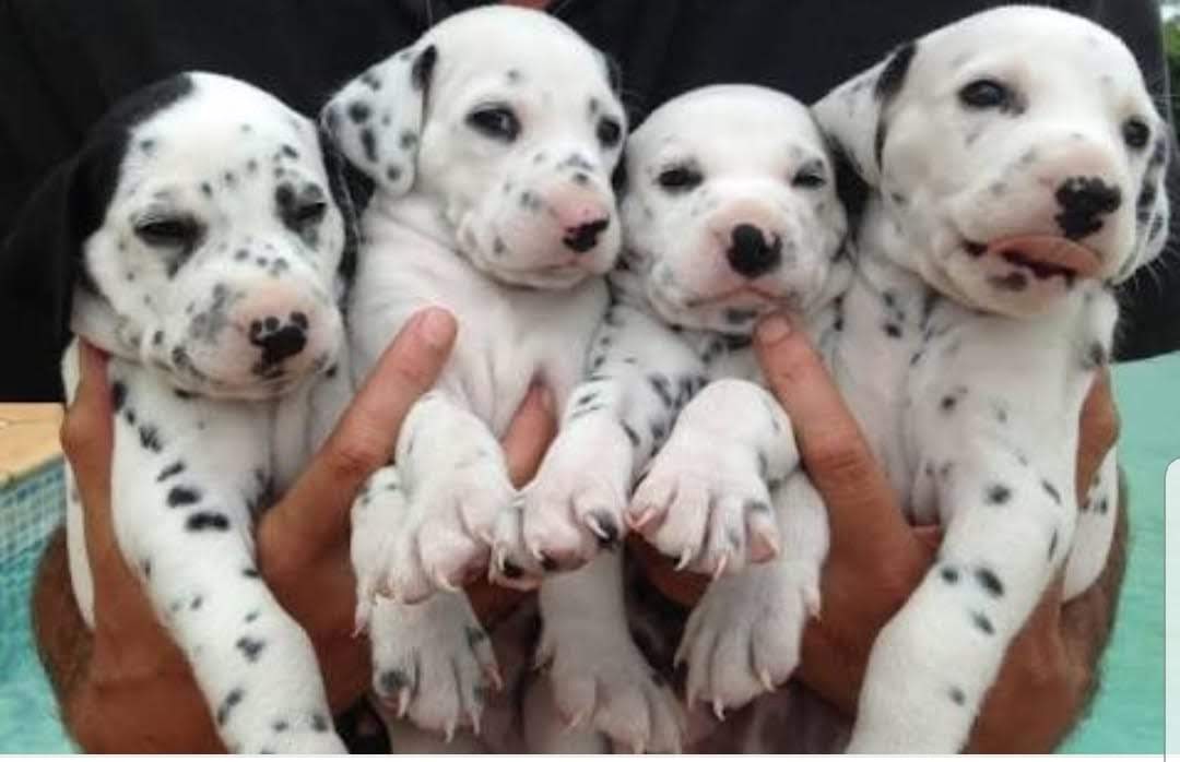 Projeto de lei proíbe a venda de animais em pet shops e internet