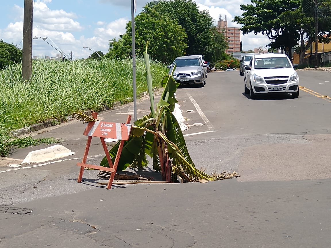 Bananeira chama a atenção para buraco em Campinas