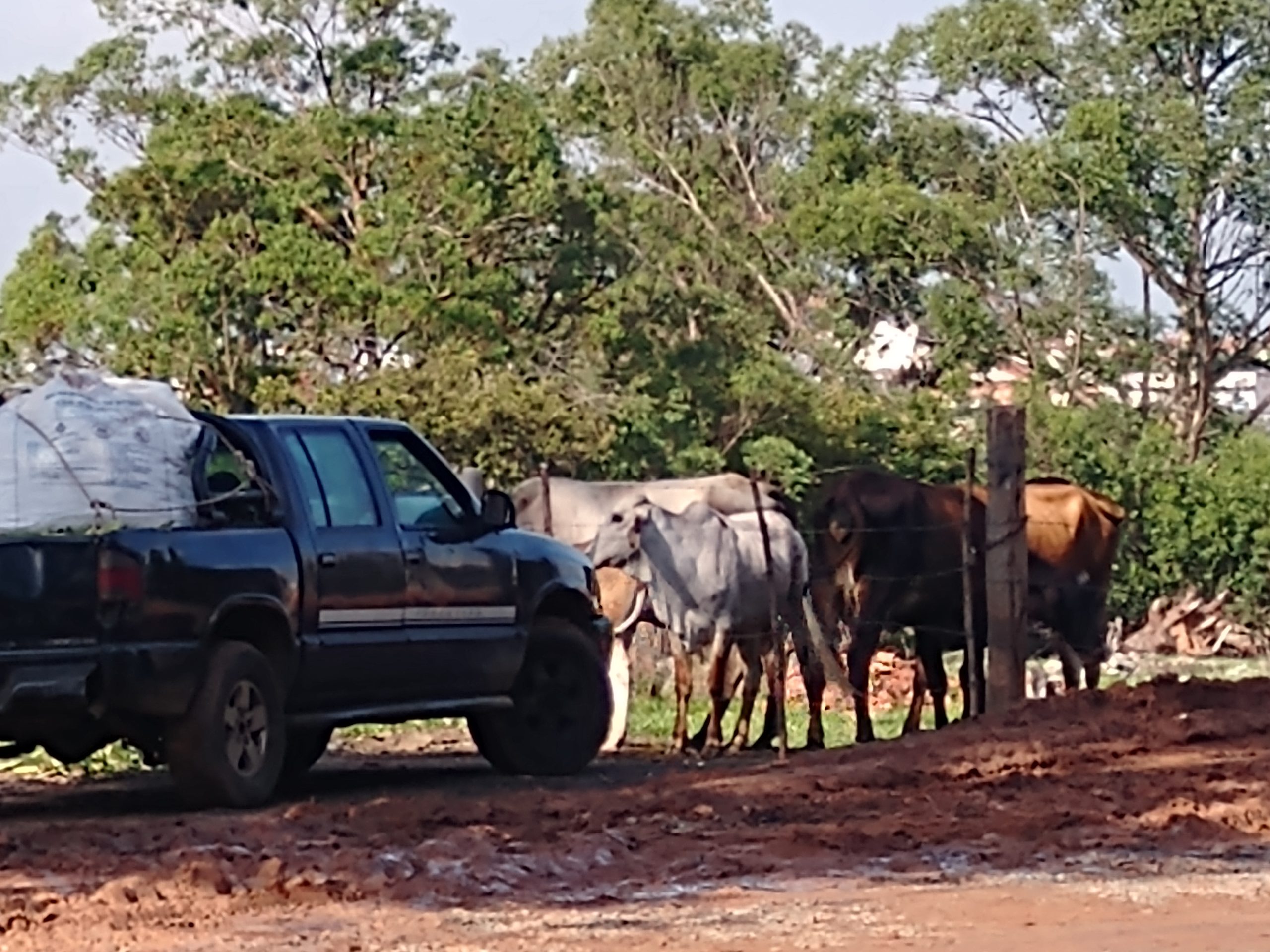 Animal em via é problema antigo em Campinas