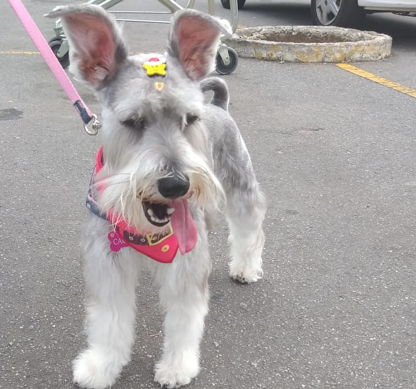 Cuidados com os pets devem ser tomados durante as festas de fim de ano