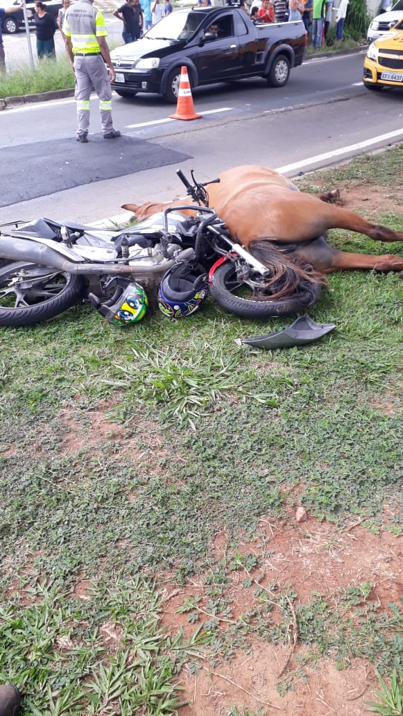 Motociclista e cavalo morrem após colisão na John Boyd