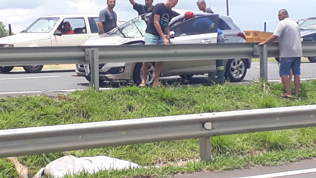 Carro atropela cavalo e deixa duas pessoas feridas