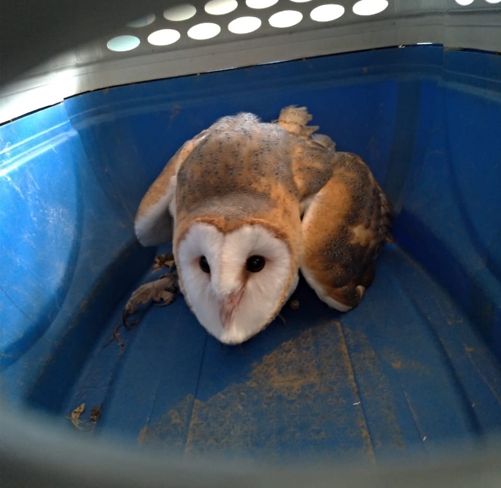 Coruja é resgatada em empresa de Valinhos