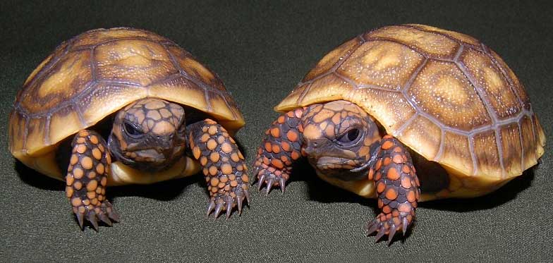 Jabutis-vermelhos são resgatados de cativeiro em Itapira