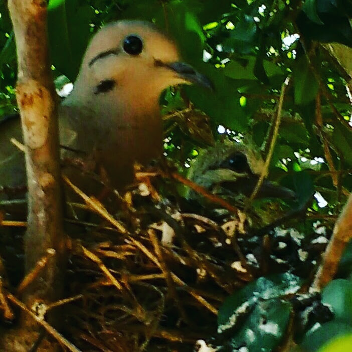 Exposição traz beleza da fauna e flora e estimula preservação