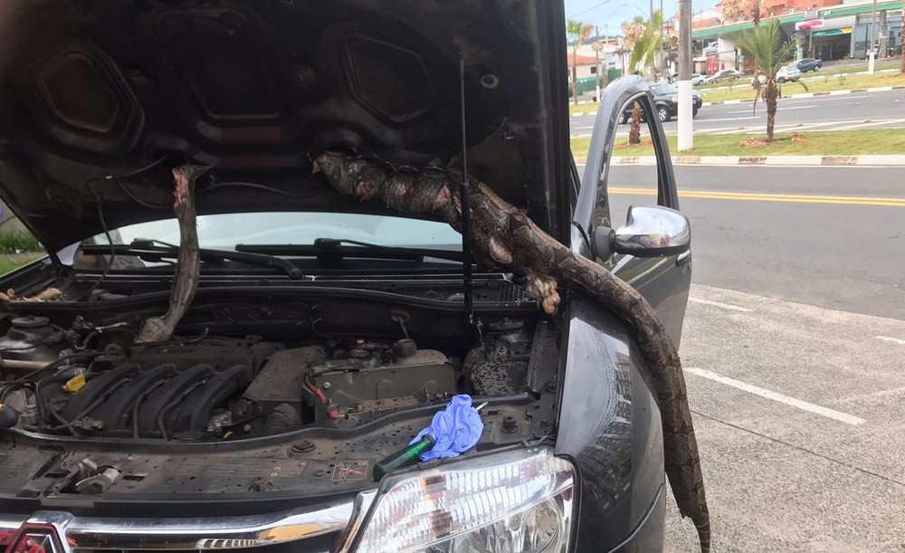 Motorista percorre 650 km com jiboia no motor