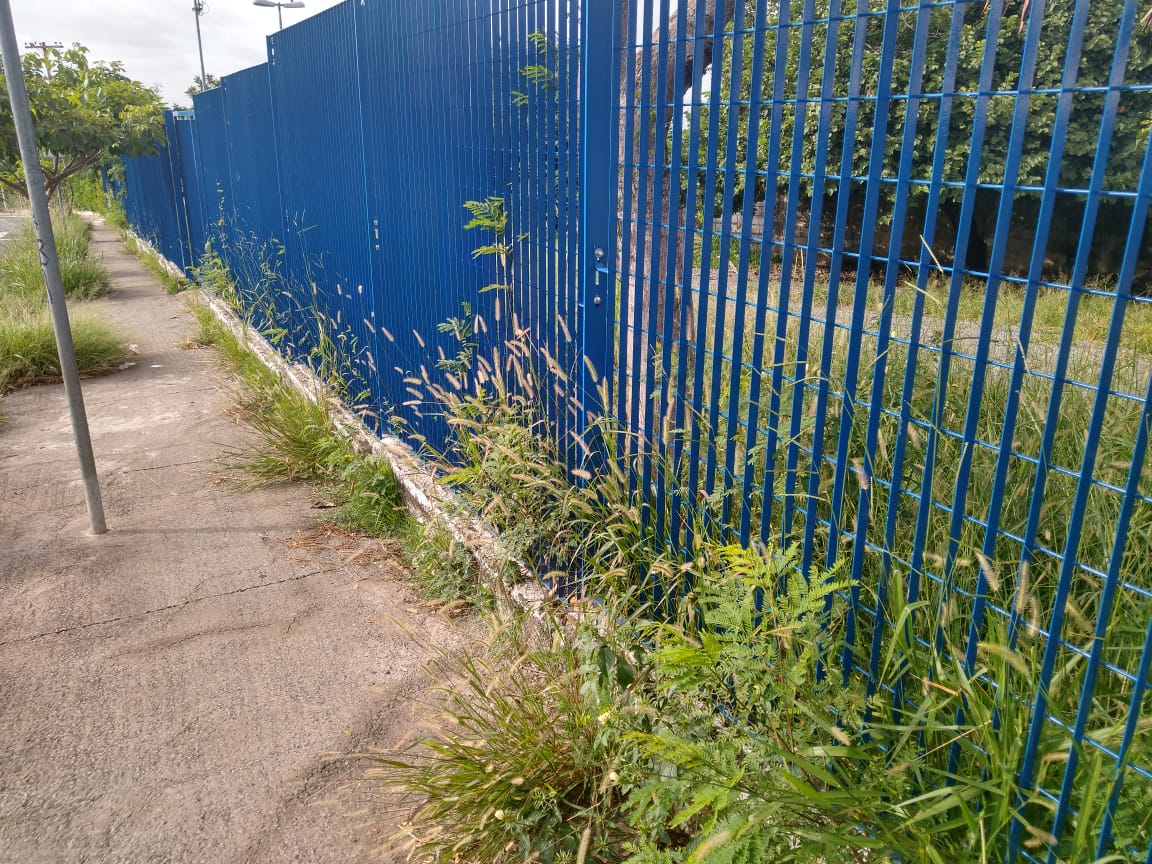 Mato alto em escola chama atenção no Parque Tropical
