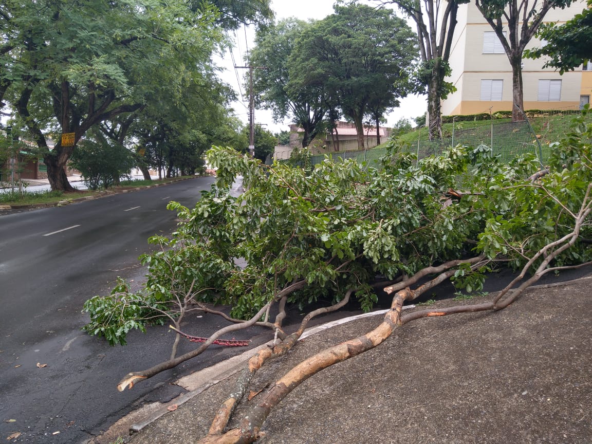 Moradores de bairros atingidos por temporal retiram galhos de ruas