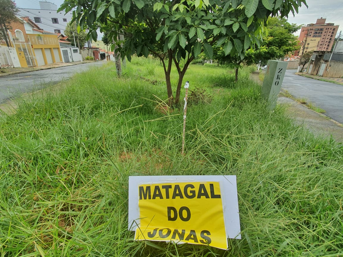 Mato alto invade ruas, praças e avenidas