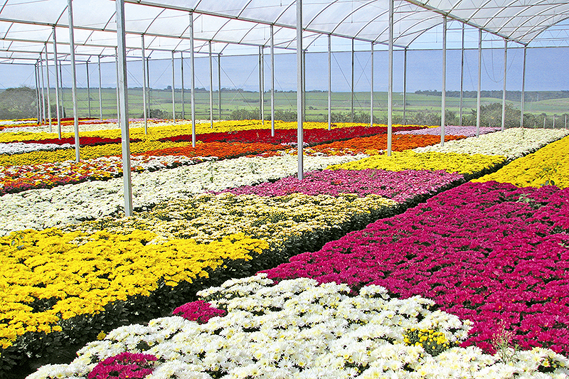 Estúdio Agro: mercado de flores se recupera da pandemia