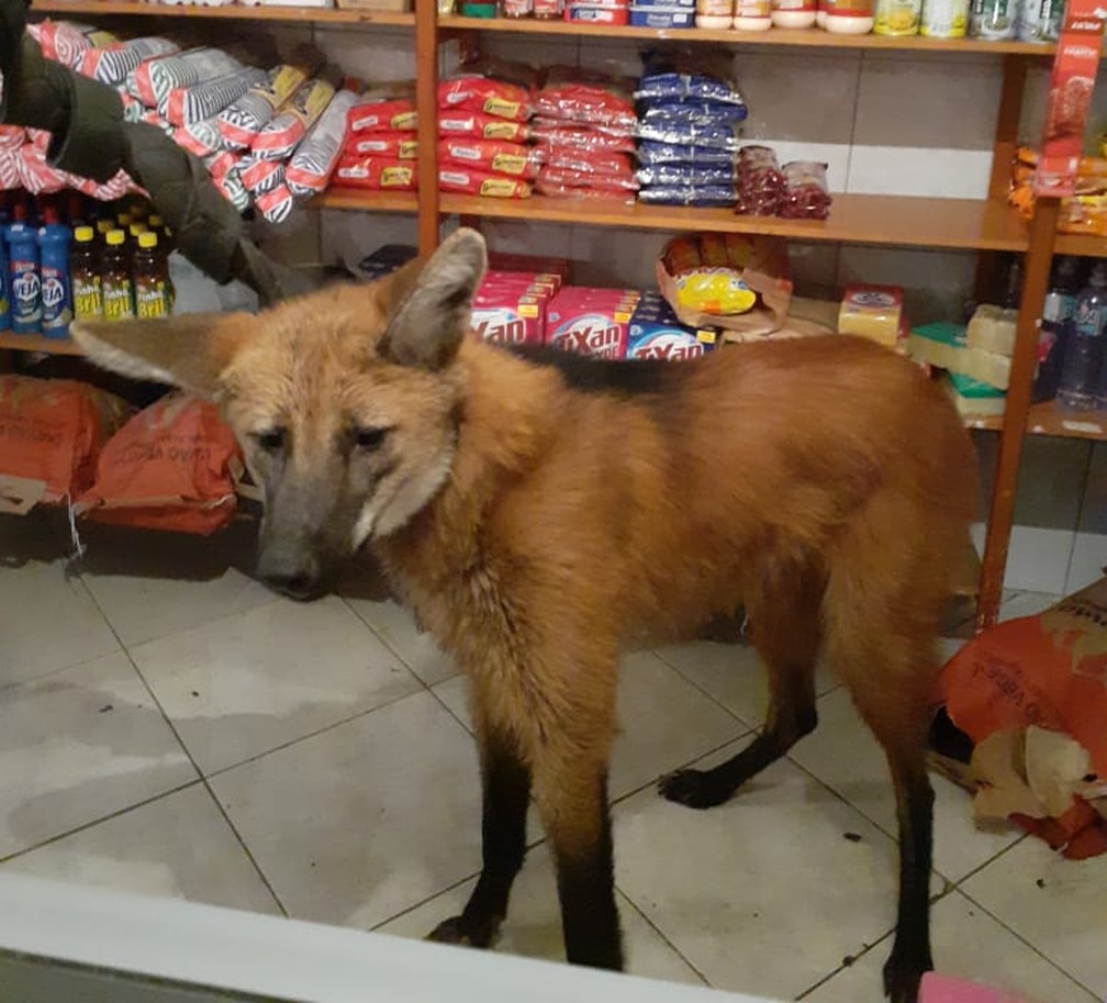 Lobo-guará entra em padaria de Campinas
