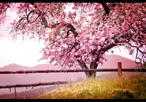 Inverno seco e o começo da primavera