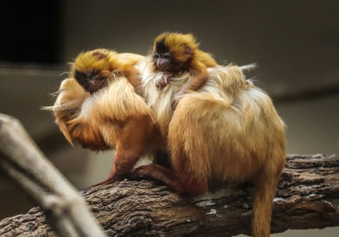 A Boa Notícia: filhotes de mico-leão nascem em Itatiba