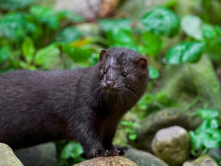 A Boa Notícia: Polônia quer proibir o abate de animais