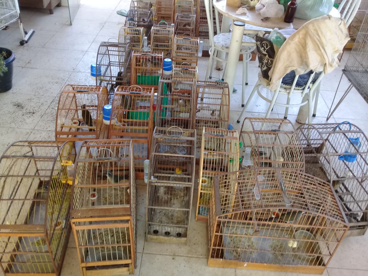 Polícia Ambiental apreende quase 50 aves em cativeiro