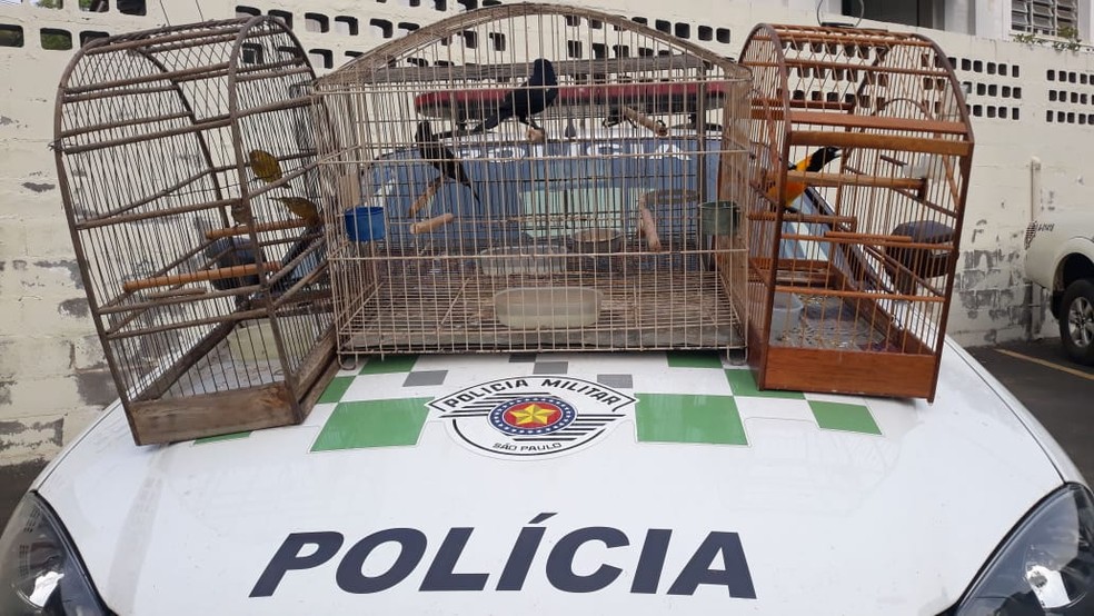 Polícia apreende pássaros silvestres e aplica multa