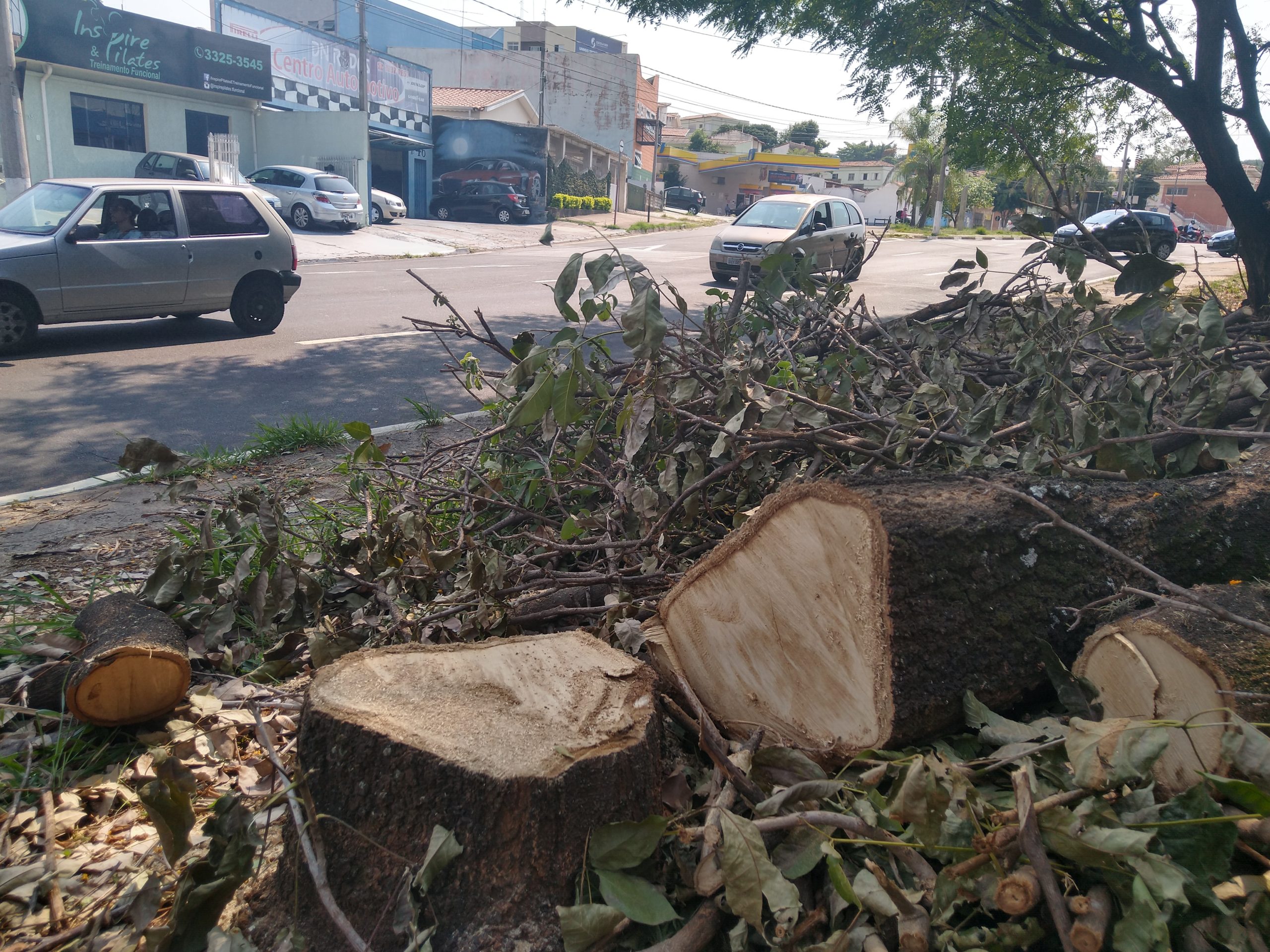 População reclama do corte de árvores no Piçarrão