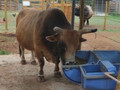 Veterinário é atacado por touro em Americana