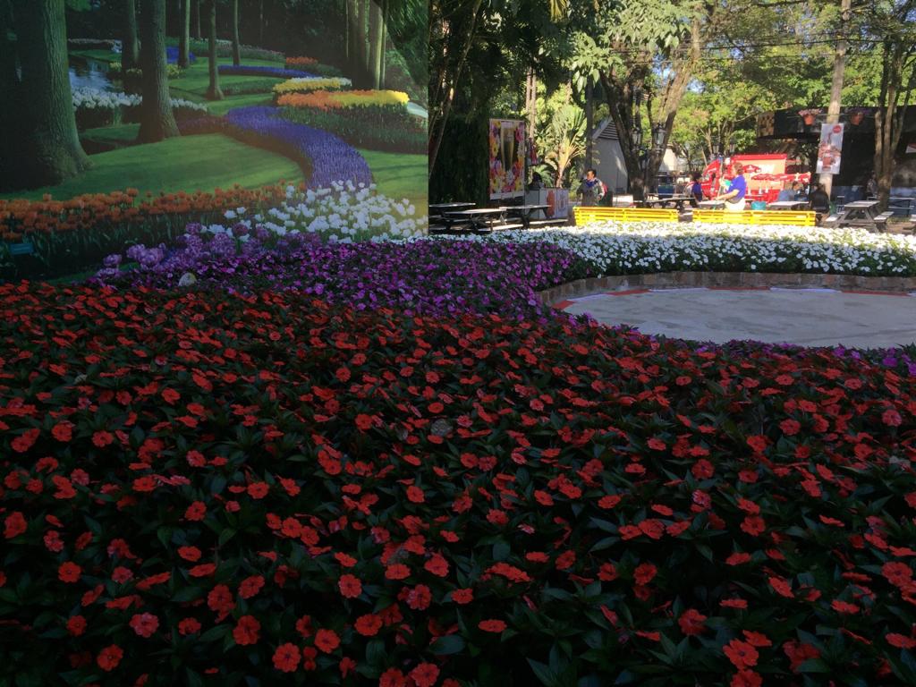 Produtores de flores protestam contra aumento de ICMS