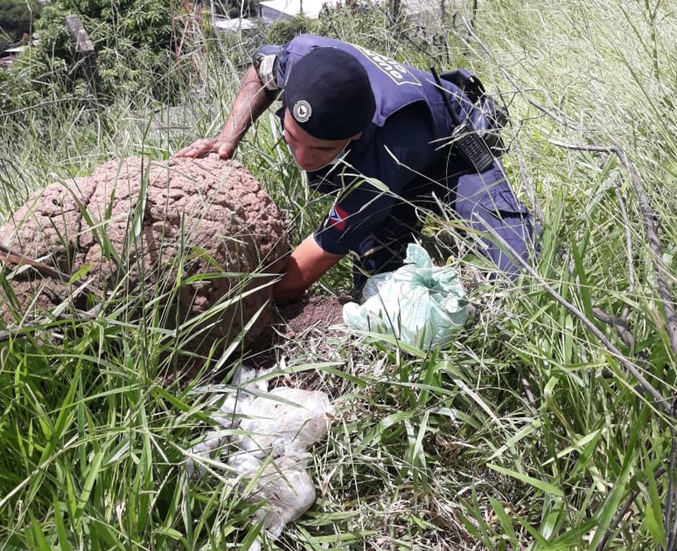 GCM de Amparo localiza quase 5kg de drogas em cupinzeiro