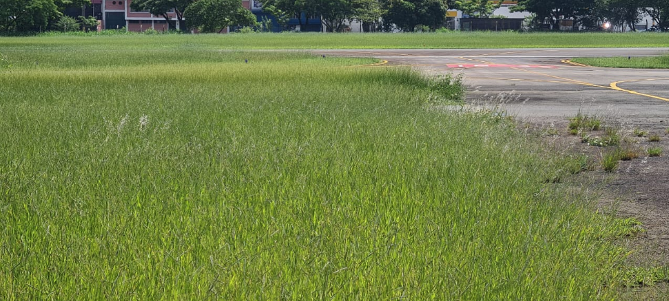 MP investiga evento no Campo dos Amarais