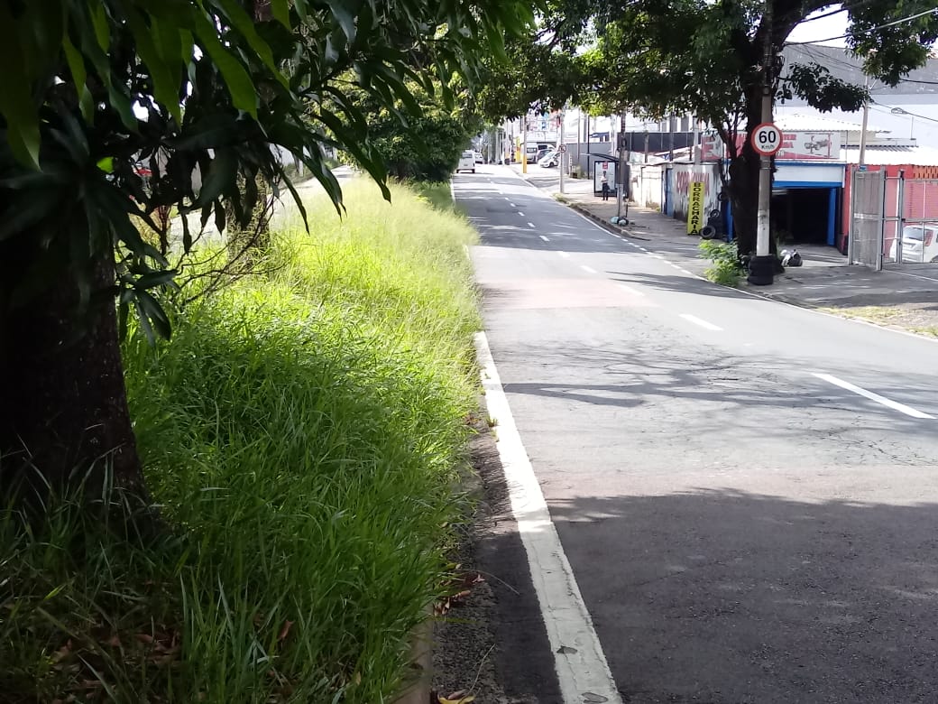 Mato alto invade avenida Engenheiro de Paula Souza