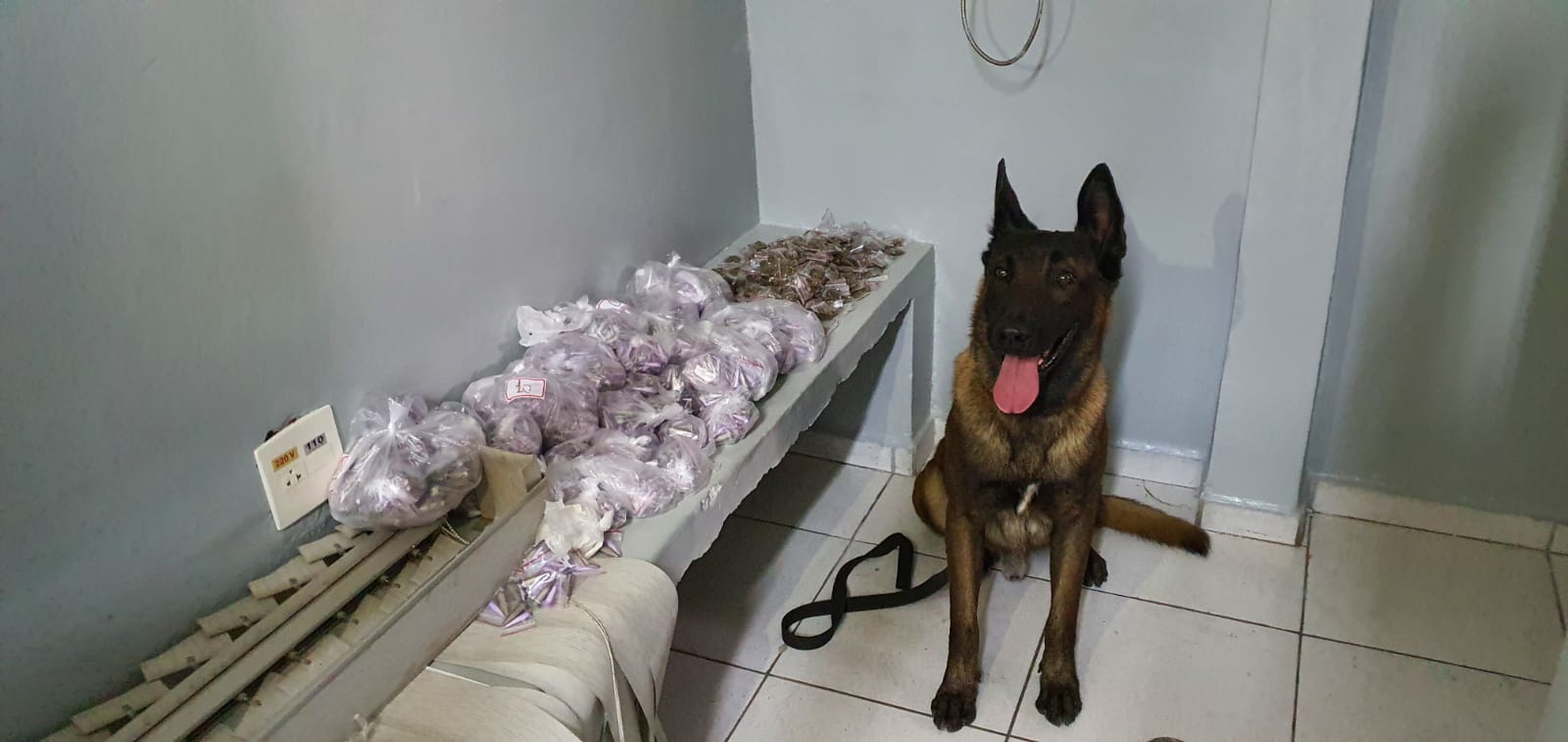 GM de Campinas apreende 3 mil pinos de cocaína