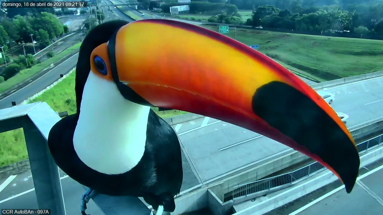 Tucanos pousam em frente à câmera na Via Anhanguera