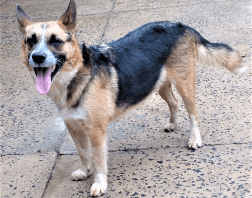 Número de animais abandonados cresce durante a pandemia