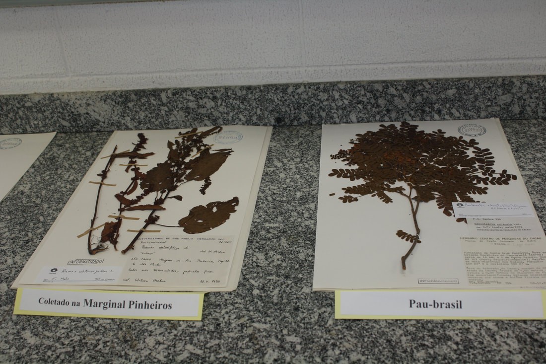 DIVEG abre inscrições para oficina sobre o mundo vegetal