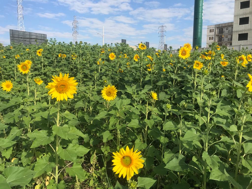 Plantação de girassol atrai moradores em Campinas