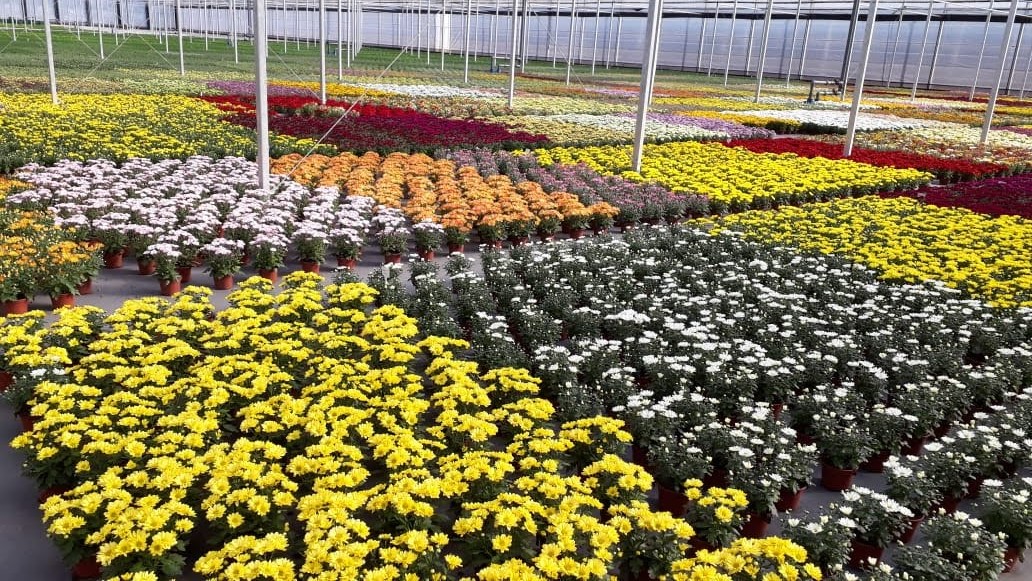 Mãe e filha compartilham da mesma paixão por flores em Holambra