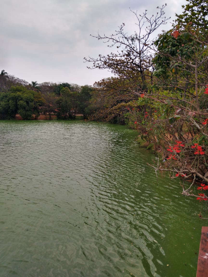 Lagoa do Taquaral tem água esverdeada
