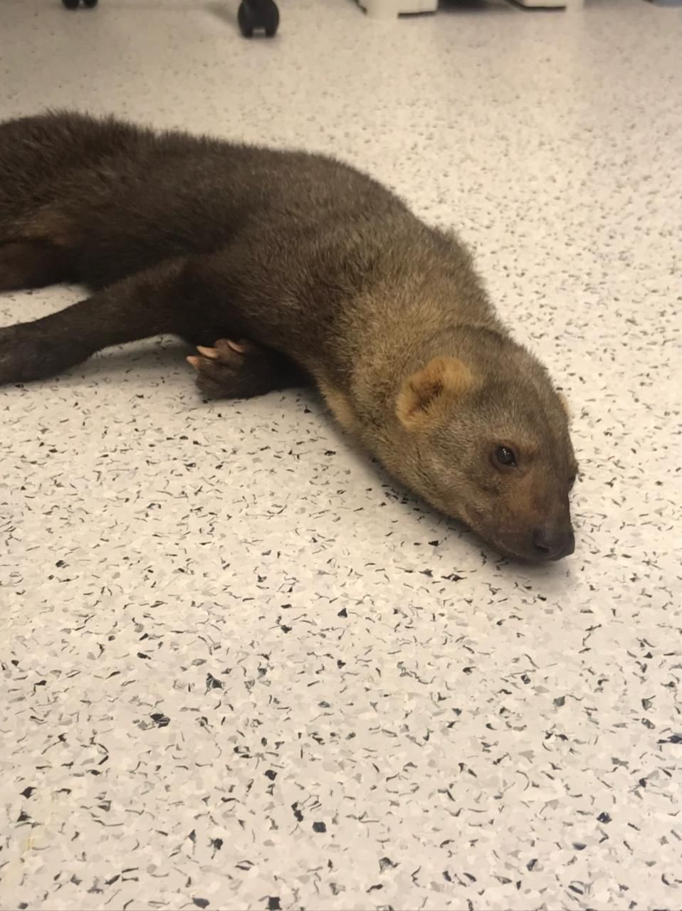 Irara do Bosque dos Jequitibás recebe terapia com células tronco