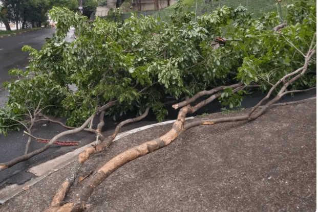 Chuva e ventos fortes em Campinas causam danos em imóveis e queda de árvores