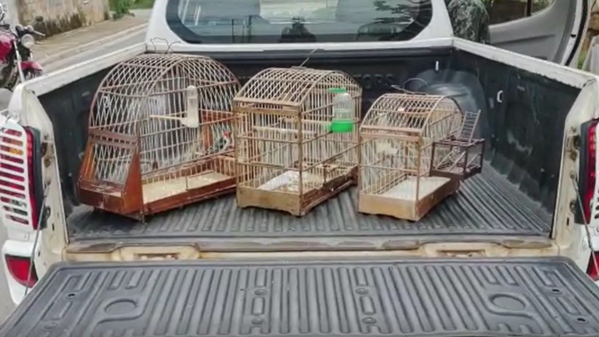 PM prende homem, em Campinas, que mantinha aves silvestres em cativeiro