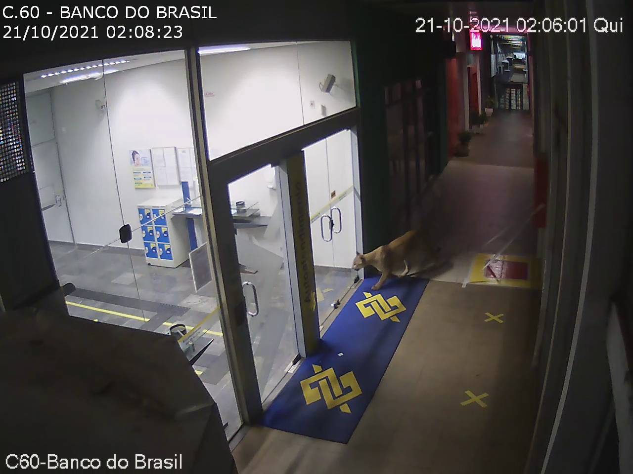Onça parda é flagrada na Ceasa Campinas