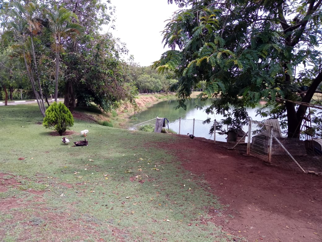 Aves morrem de causa desconhecida em parque de Campinas