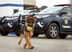 Cães auxiliam operações da GM em Campinas e fazem apresentações