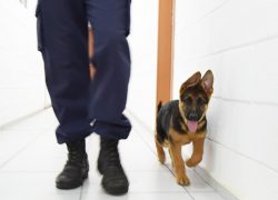Cães auxiliam operações da GM em Campinas e fazem apresentações