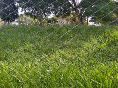 Campinas tem 534 casos de dengue; Norte é a região com mais registros