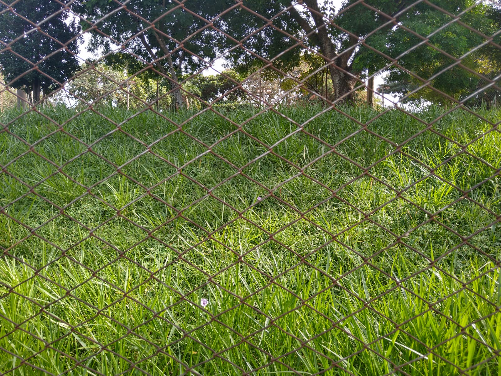 Campinas tem 534 casos de dengue; Norte é a região com mais registros