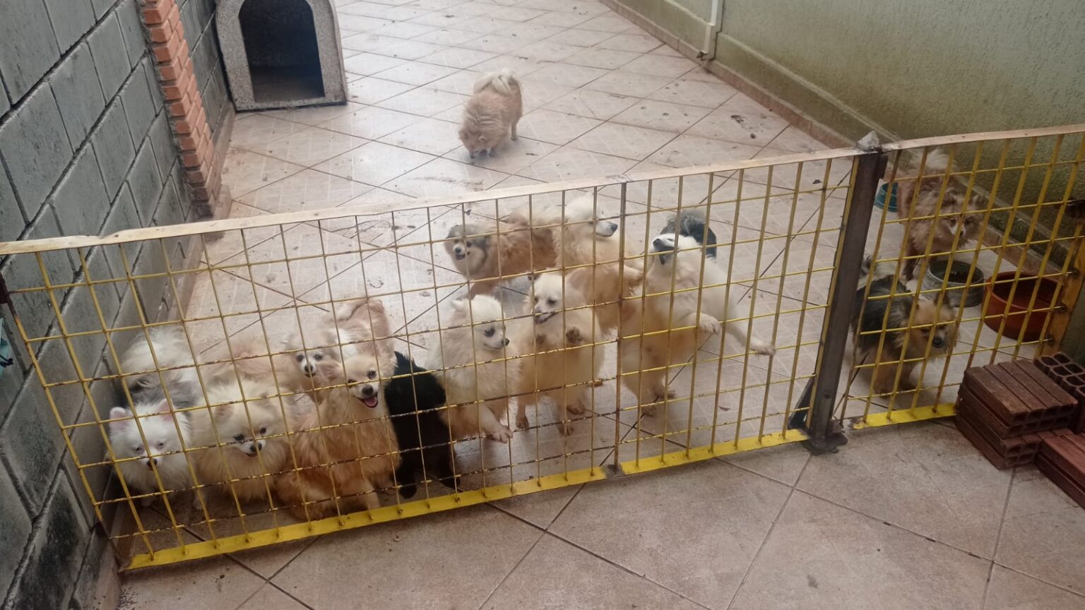 Dupla é detida suspeita de maus-tratos a 133 animais em Limeira