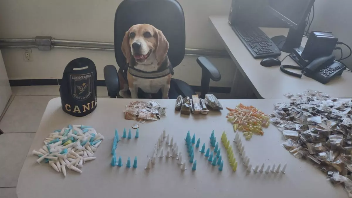 Equipe do Canil da GM encontra drogas escondidas em Campinas